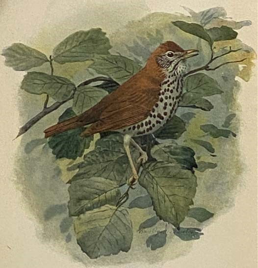 The Bird Study Book