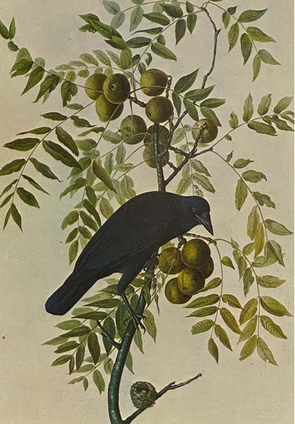 The Original Water-Color Paintings by John James Audubon for The Birds of America [Watercolor]