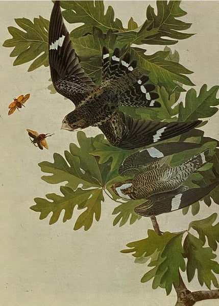 The Original Water-Color Paintings by John James Audubon for The Birds of America [Watercolor]