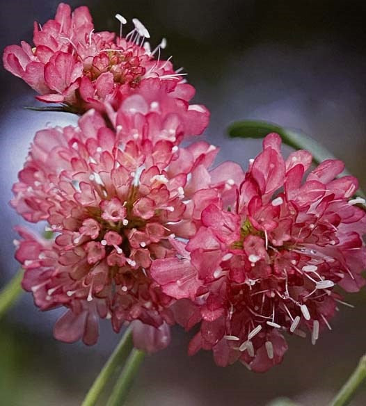 Flowers and Herbs of Early America