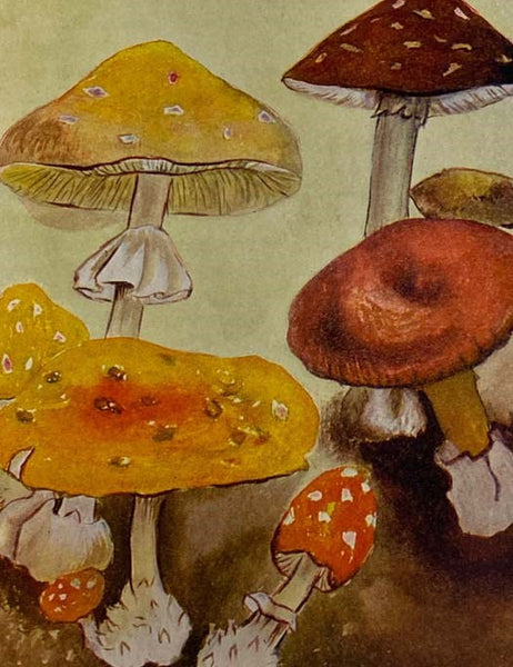 Flowerless Plants: Ferns, Mushrooms, Mosses, Lichens, and Seaweeds