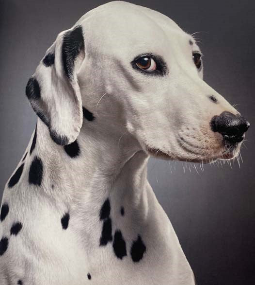 Dogs