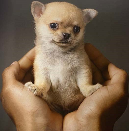 Dogs