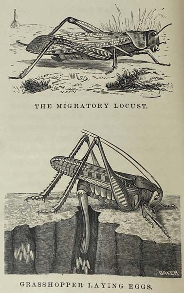 Cecil's Book of Insects (Cecil's Books of Natural History)