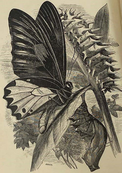 Cecil's Book of Insects (Cecil's Books of Natural History)