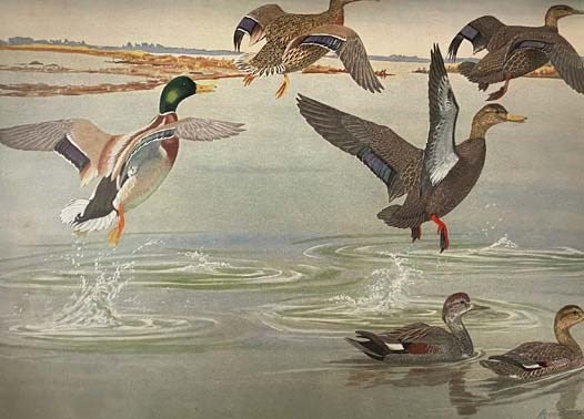 Birds of Massachusetts and Other New England States, in Three Volumes: Part I. Water Birds, Marsh Birds and Shore Birds; Part II. Land Birds from Bob-Whites to Grackles; Part III. Land Birds from Sparrows to Thrushes (Massachusetts Department of Agricult…