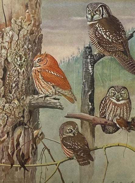 Birds of Massachusetts and Other New England States, in Three Volumes: Part I. Water Birds, Marsh Birds and Shore Birds; Part II. Land Birds from Bob-Whites to Grackles; Part III. Land Birds from Sparrows to Thrushes (Massachusetts Department of Agricult…