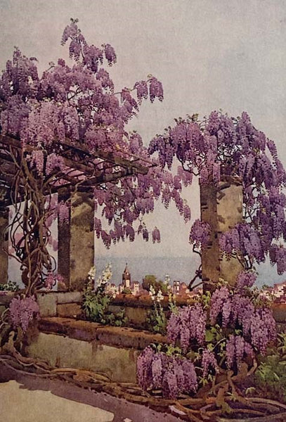 The Flowers and Garden of Madeira