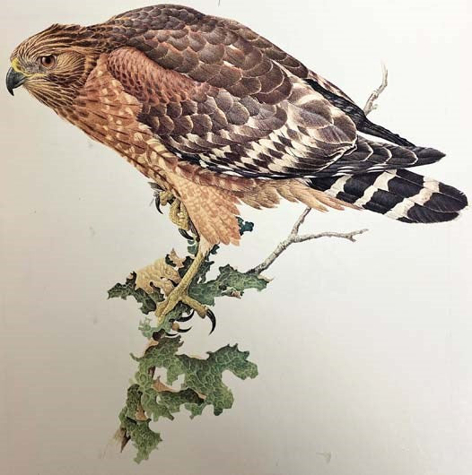 Birds of the Forest: Birds of the Eastern Forest 1; Birds of the Eastern Forest 2; Birds of the Northern Forest