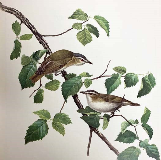 Birds of the Forest: Birds of the Eastern Forest 1; Birds of the Eastern Forest 2; Birds of the Northern Forest