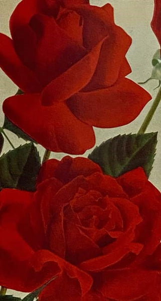 How to Grow Roses