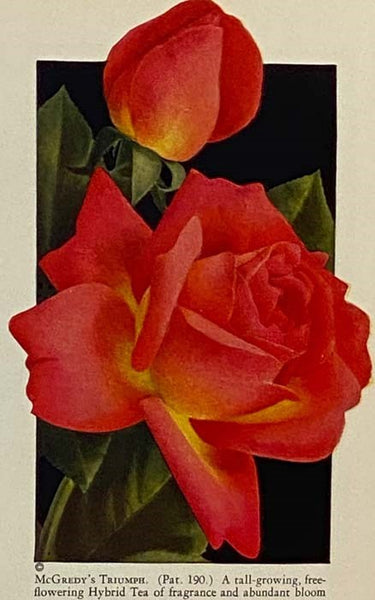 How to Grow Roses