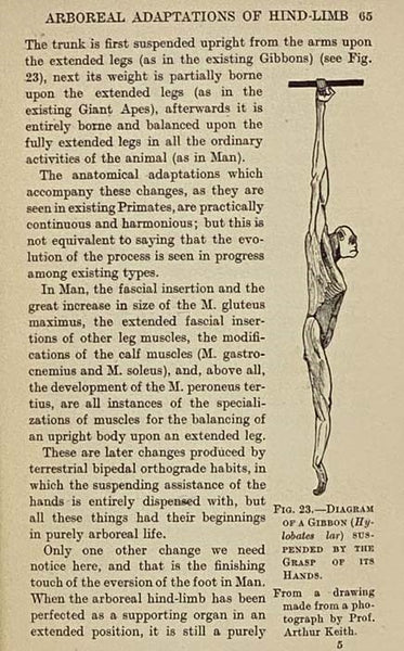 Arboreal Man