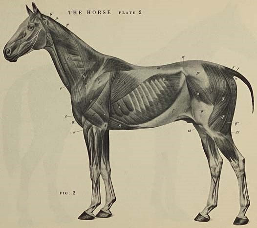 An Atlas of Animal Anatomy for Artists