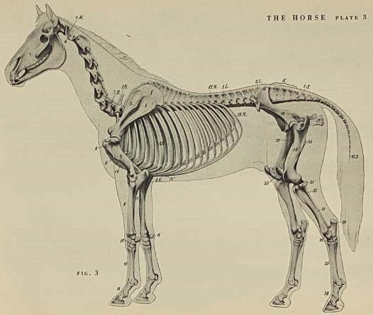 An Atlas of Animal Anatomy for Artists
