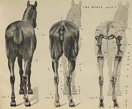 An Atlas of Animal Anatomy for Artists