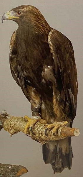 Birds of Prey
