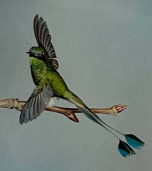 Hummingbirds