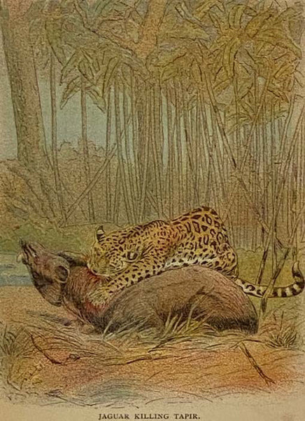 Illustrated Natural History (Animals and Birds)