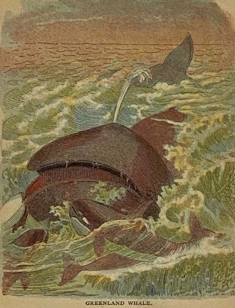 Illustrated Natural History (Animals and Birds)