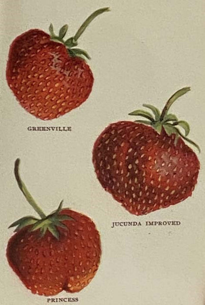 Biggle Berry Book: A Condensed Treatise on the Culture of Berries, with Leaves from the Experience of Many Practical Berry Growers in All Parts of the United States (Biggle Farm Library, No. 2)