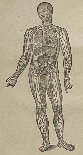 A Treatise on Anatomy, Physiology, and Hygiene. Designer for Colleges, Academies, and Families (Revised Stereotype Edition)