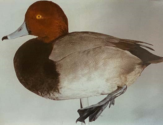 Waterfowl Illustrated [Water Fowl]