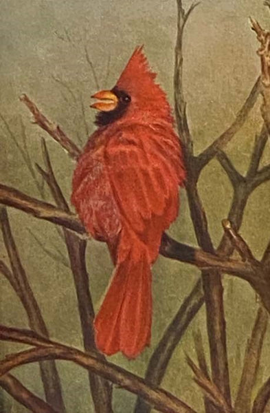 The Song of the Cardinal (New and Revised Edition)