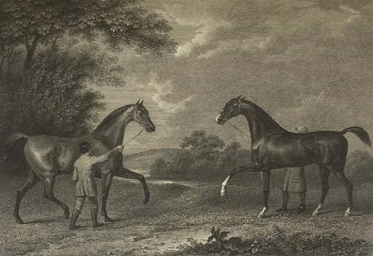 The History and Delineation of the Horse, in All Its Varieties. Comprehending the Appropriate Uses, Management, and Progressive Improvement of Each; with a Particular Investigation of the Character of the Race-Horse, and the Business of the Turf. Illustr…