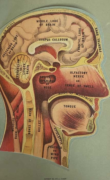 Medicology or Home Encyclopedia of Health. A Complete Family Guide. Abounding in Practical Household Information on the Structure and Functions of the Human Body, the Laws of Hygiene, Diet, Accidents and Emergencies, Accessory Treatments and Remedies, Ai…