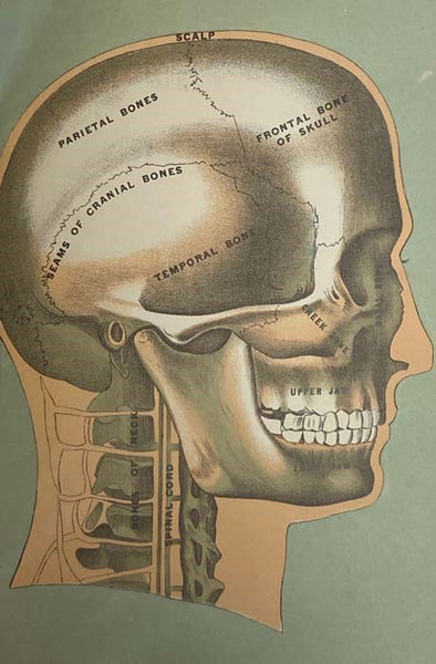 Medicology or Home Encyclopedia of Health. A Complete Family Guide. Abounding in Practical Household Information on the Structure and Functions of the Human Body, the Laws of Hygiene, Diet, Accidents and Emergencies, Accessory Treatments and Remedies, Ai…