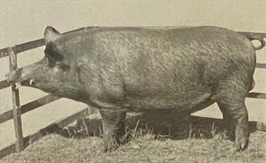 The Hog Book: Embodying the Experience of Fifty Years in the Practical Handling of Swine in the American Cornbelt
