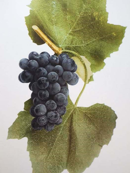 The Grapes of New York (Report of the New York Agricultural Experiment Station for the Year 1907, Volume II) (State of New York - Department of Agriculture Fifteen Annual Report, Vol. 3, Part II)