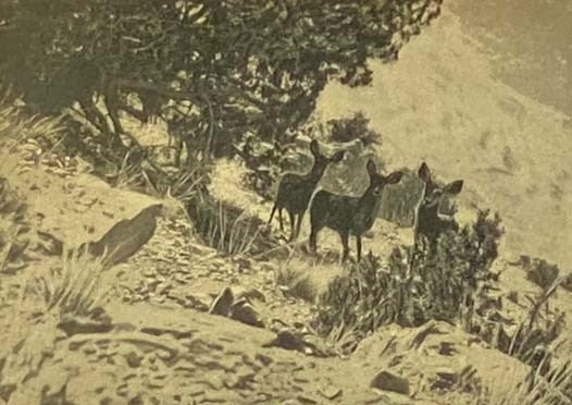 The Wilderness Hunter: An Account of the Big Game of the United States and Its Chase with Horse, Hound, and Rifle (Alleghany Edition)