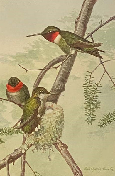 New York State Museum Memoir 12: Birds of New York (Volume 2)