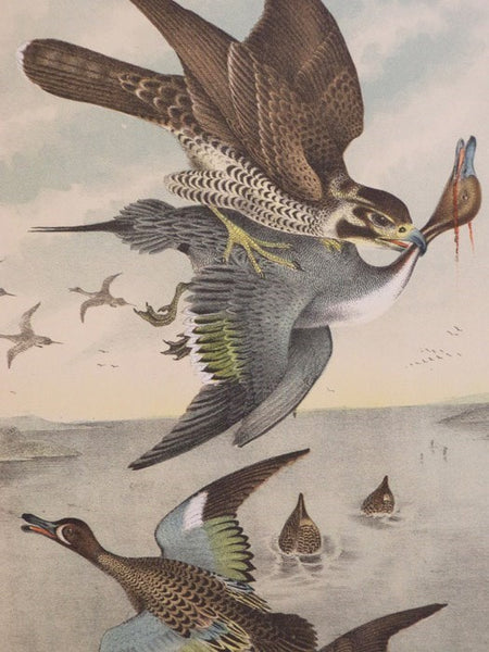 Studer's Popular Ornithology. The Birds of North America: Upwards of Seven Hundred Different Species and Varieties, Comprising All That Are Known to Exist on This Continent, Are Represented on the One Hundred and Nineteen Crayon Plates, Artistically Draw…
