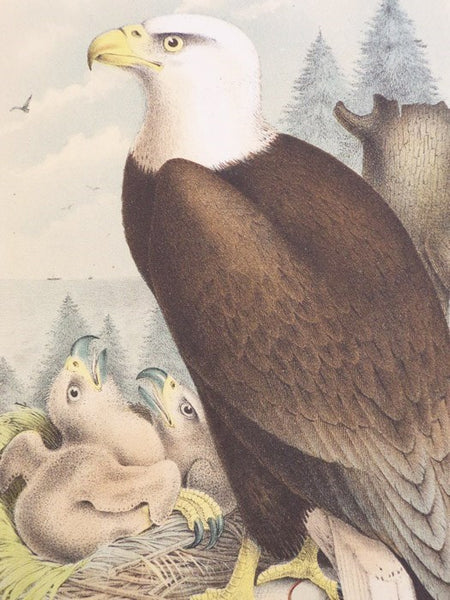 Studer's Popular Ornithology. The Birds of North America: Upwards of Seven Hundred Different Species and Varieties, Comprising All That Are Known to Exist on This Continent, Are Represented on the One Hundred and Nineteen Crayon Plates, Artistically Draw…