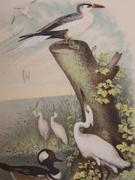 Studer's Popular Ornithology. The Birds of North America: Upwards of Seven Hundred Different Species and Varieties, Comprising All That Are Known to Exist on This Continent, Are Represented on the One Hundred and Nineteen Crayon Plates, Artistically Draw…