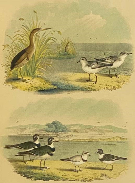 Studer's Popular Ornithology. The Birds of North America: Upwards of Seven Hundred Different Species and Varieties, Comprising All That Are Known to Exist on This Continent, Are Represented on the One Hundred and Nineteen Crayon Plates, Artistically Draw…