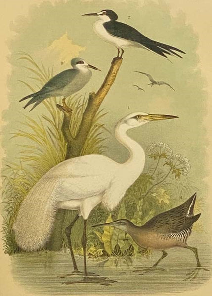Studer's Popular Ornithology. The Birds of North America: Upwards of Seven Hundred Different Species and Varieties, Comprising All That Are Known to Exist on This Continent, Are Represented on the One Hundred and Nineteen Crayon Plates, Artistically Draw…