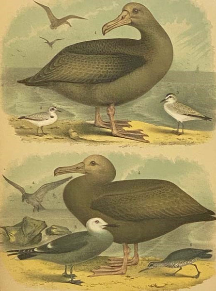 Studer's Popular Ornithology. The Birds of North America: Upwards of Seven Hundred Different Species and Varieties, Comprising All That Are Known to Exist on This Continent, Are Represented on the One Hundred and Nineteen Crayon Plates, Artistically Draw…