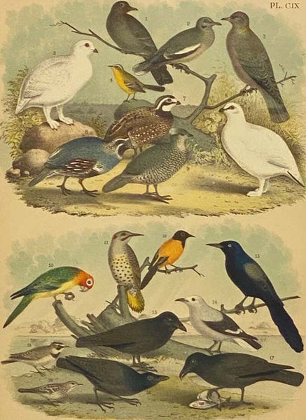 Studer's Popular Ornithology. The Birds of North America: Upwards of Seven Hundred Different Species and Varieties, Comprising All That Are Known to Exist on This Continent, Are Represented on the One Hundred and Nineteen Crayon Plates, Artistically Draw…