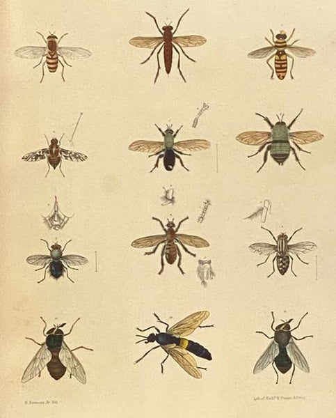 Agriculture of New-York: Comprising an Account of the Classification, Composition and Distribution of the Soils and Rocks, and of the Climate and Agricultural Productions of the State; Together with Descriptions of the More Common and Injurious Species o…
