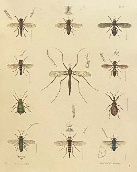 Agriculture of New-York: Comprising an Account of the Classification, Composition and Distribution of the Soils and Rocks, and of the Climate and Agricultural Productions of the State; Together with Descriptions of the More Common and Injurious Species o…