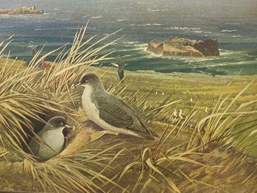 Oceanic Birds of South America: A Study of Species of the Related Coasts and Seas, Including the American Quadrant of Antarctica Based upon the Brewster-Sanford Collection in the American Museum of Natural History, in Two Volumes