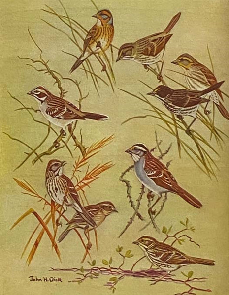 Florida Bird Life
