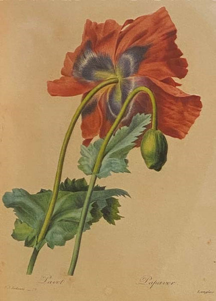 Redoute's Fairest Flowers
