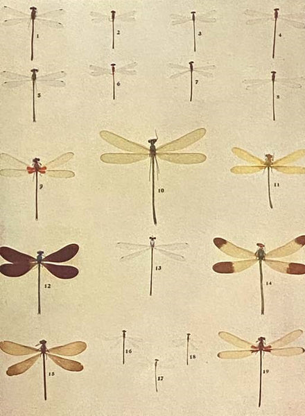 The Insect Book: A Popular Account of the Bees, Wasps, Ants, Grasshoppers, Flies and Other North American Insects Exclusive of the Butterflies, Moths and Beetles, With Full Life Histories, Tables and Bibliographies