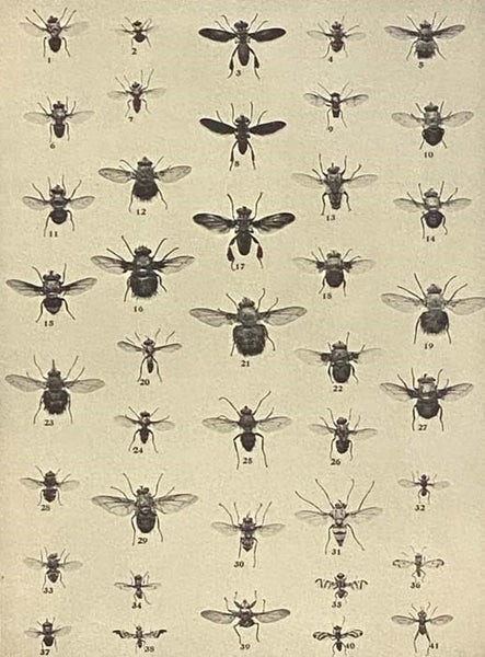 The Insect Book: A Popular Account of the Bees, Wasps, Ants, Grasshoppers, Flies and Other North American Insects Exclusive of the Butterflies, Moths and Beetles, With Full Life Histories, Tables and Bibliographies