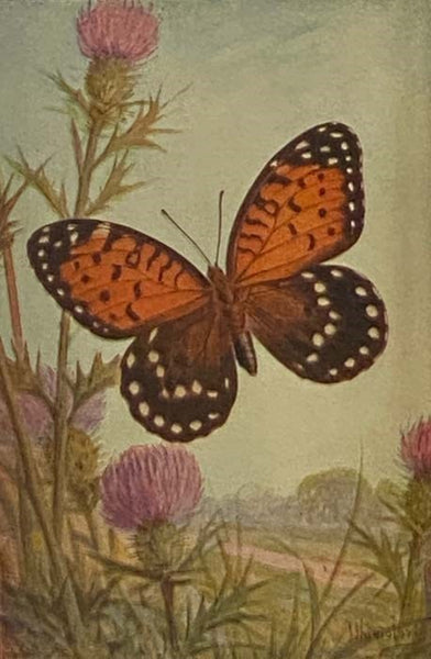 Butterflies Worth Knowing (Little Nature Library)